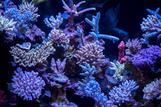 珊瑚 海螺 海洋生物 水母 深