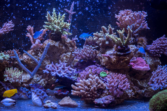 海洋生物 珊瑚 海螺