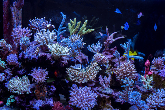 珊瑚 海螺 海洋生物 水母
