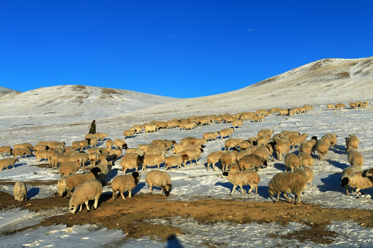雪原牧场羊群