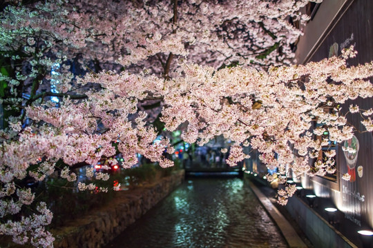 京都高濑川夜樱满开