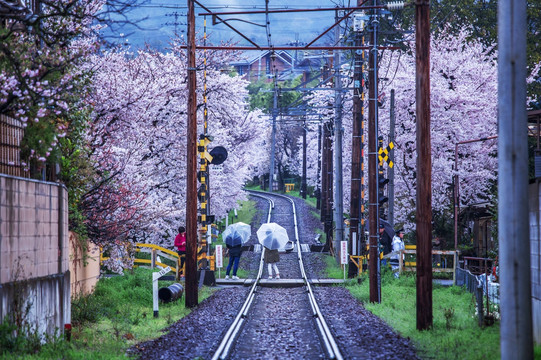 日本京都樱花下的铁道