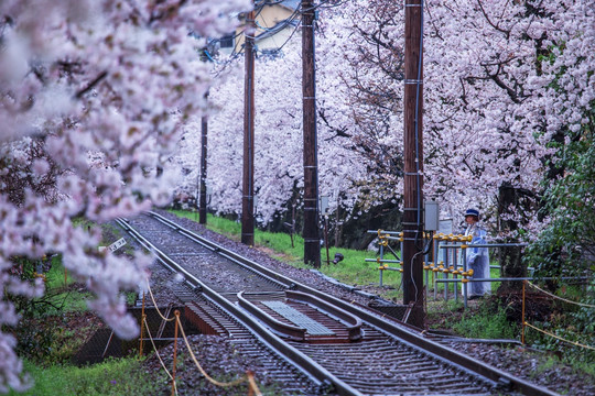日本京都樱花铁道景色