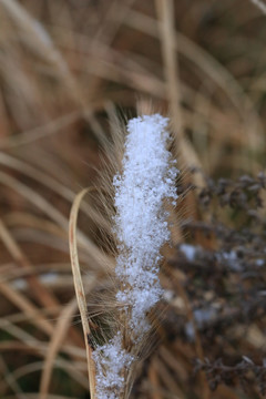 狗尾巴草 雪
