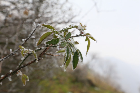 雪后风景