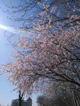 樱花树下城市
