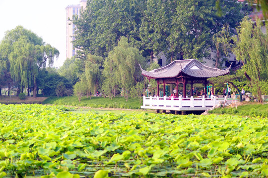 扬州荷花池公园