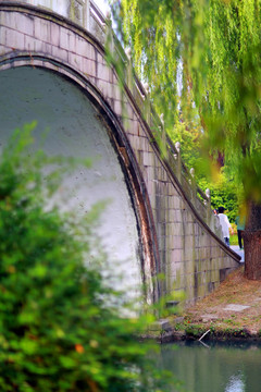 柳树 石拱桥