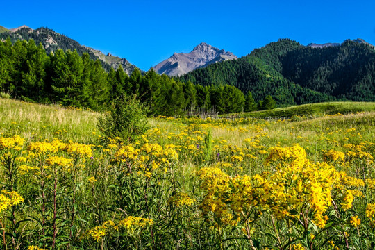 新疆天山山脉