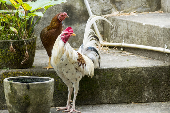 印度尼西亚的公鸡