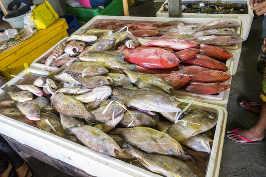 巴厘的鱼市场