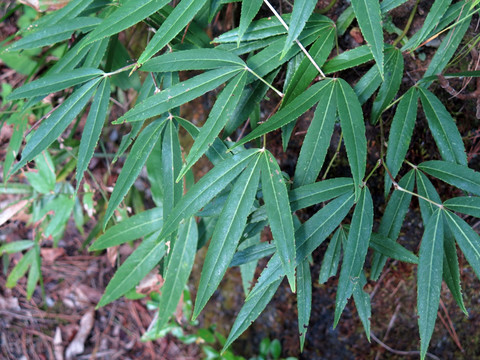 蔷薇科植物竹叶鸡爪茶