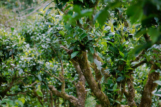古茶树