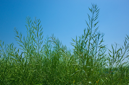 地里的油菜籽