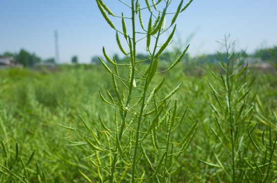 地里的油菜籽