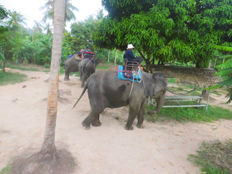 泰国七珍大象园