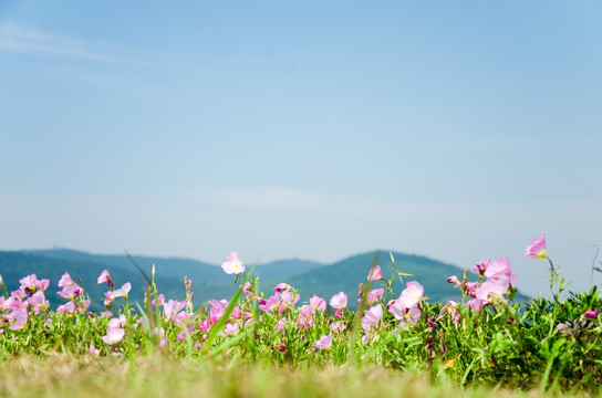 格桑花