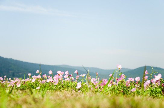 格桑花