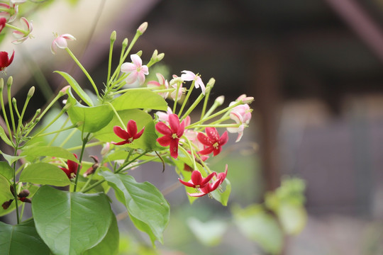 仰光蔓花 鲜花背景