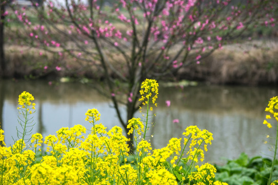 油菜花