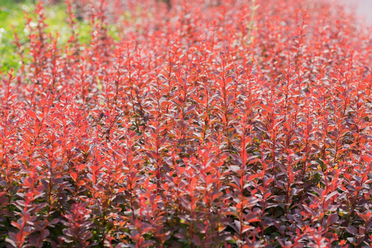红色叶子红叶小檗