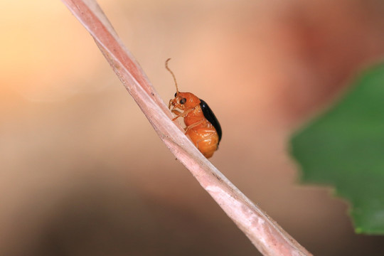 昆虫