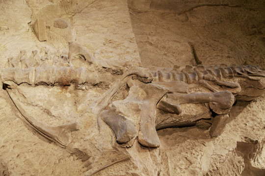 脊椎 恐龙 化石 遗迹 细节