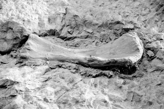 腿骨 恐龙 化石 遗迹 细节