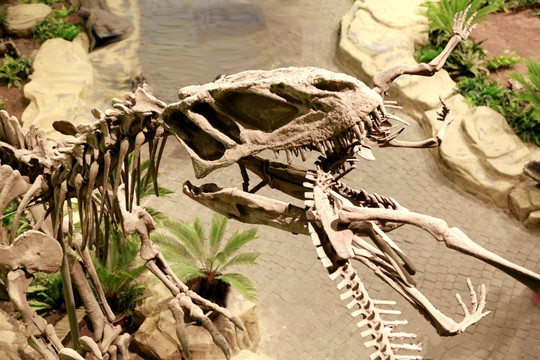 霸王龙 头骨 恐龙 化石 遗迹