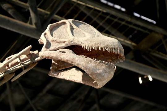 蛇颈龙 头骨 恐龙 化石 遗迹