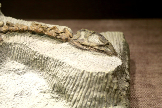头骨 恐龙 化石 细节 古生物