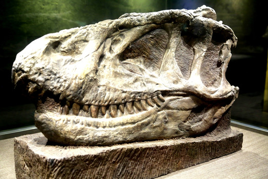 恐龙 化石 头骨 细节 古生