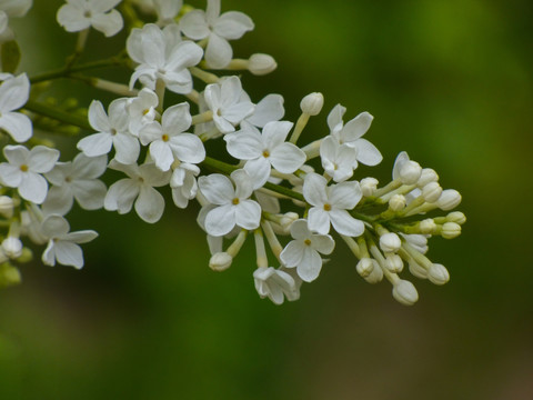 白色丁香花