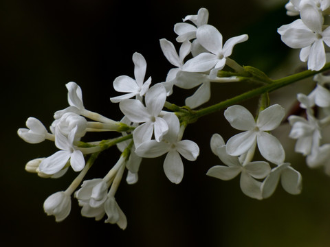 白色丁香花