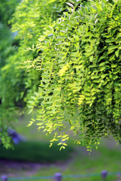 扬州荷花池公园绿叶