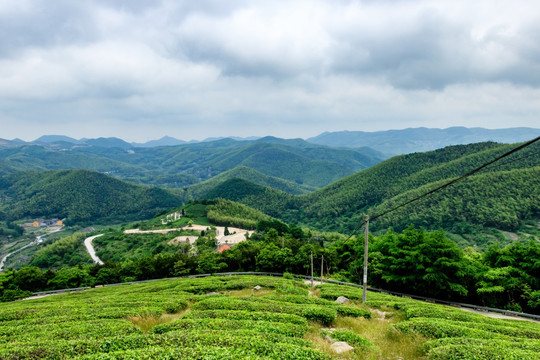 茶场茶园茶山