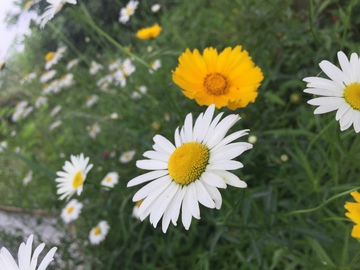 景观花卉小雏菊