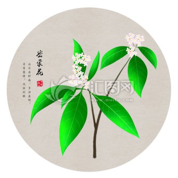 密蒙花 手绘密蒙花