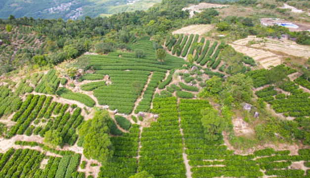 茶园 东水山