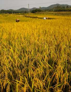 稻田 水稻 稻谷