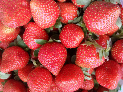 水果 草莓 奶油草莓