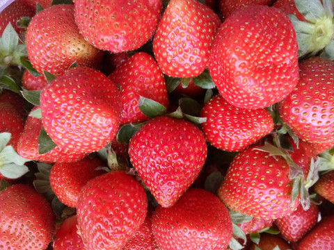 草莓 水果