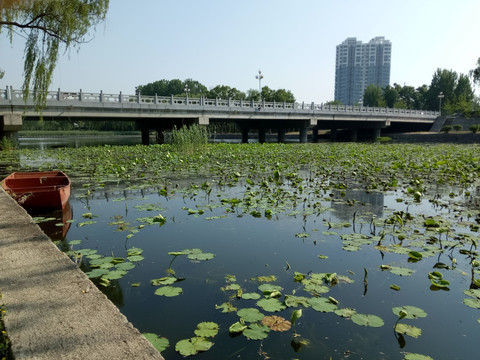 荷塘 荷叶