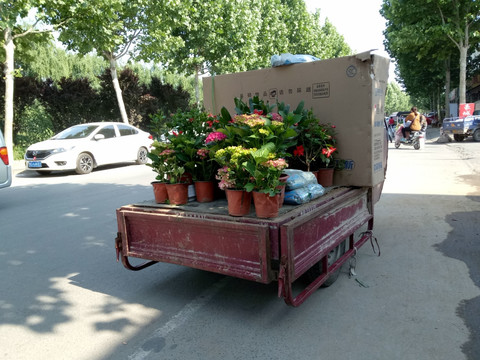 三轮车 鲜花专卖 花