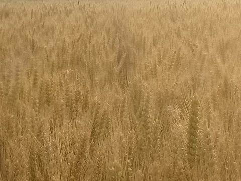 麦田 麦地 麦穗 成熟的小麦