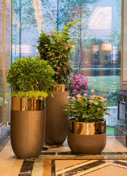 室内植物