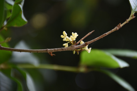 桂花