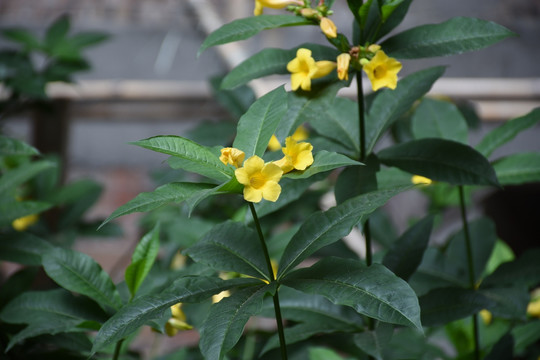 小黄花