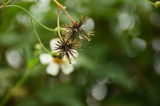 菊花球