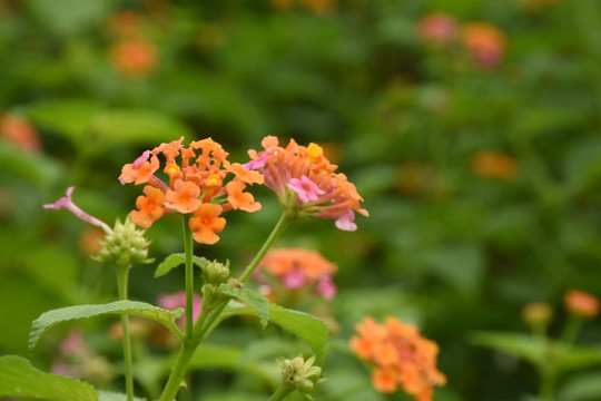 花卉